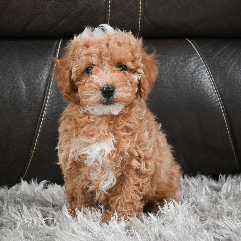 F1b Maltipoo Puppy for Sale in NYC