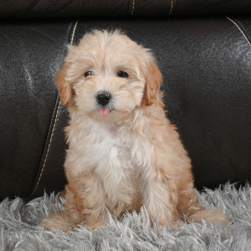 F1b Maltipoo Puppy for Sale in NYC