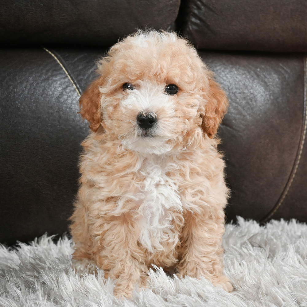 F1b Maltipoo Puppy for Sale in NYC