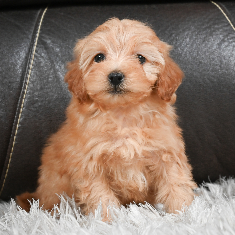 F1b Maltipoo Puppy for Sale in NYC