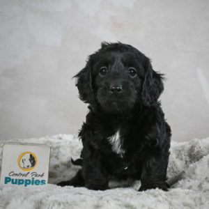 F1b Cockapoo Puppy for Sale