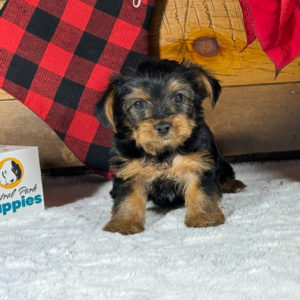 Yorkshire Terrier Puppy for Sale