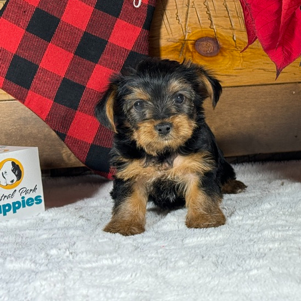 Yorkshire Terrier Puppy for Sale in NYC