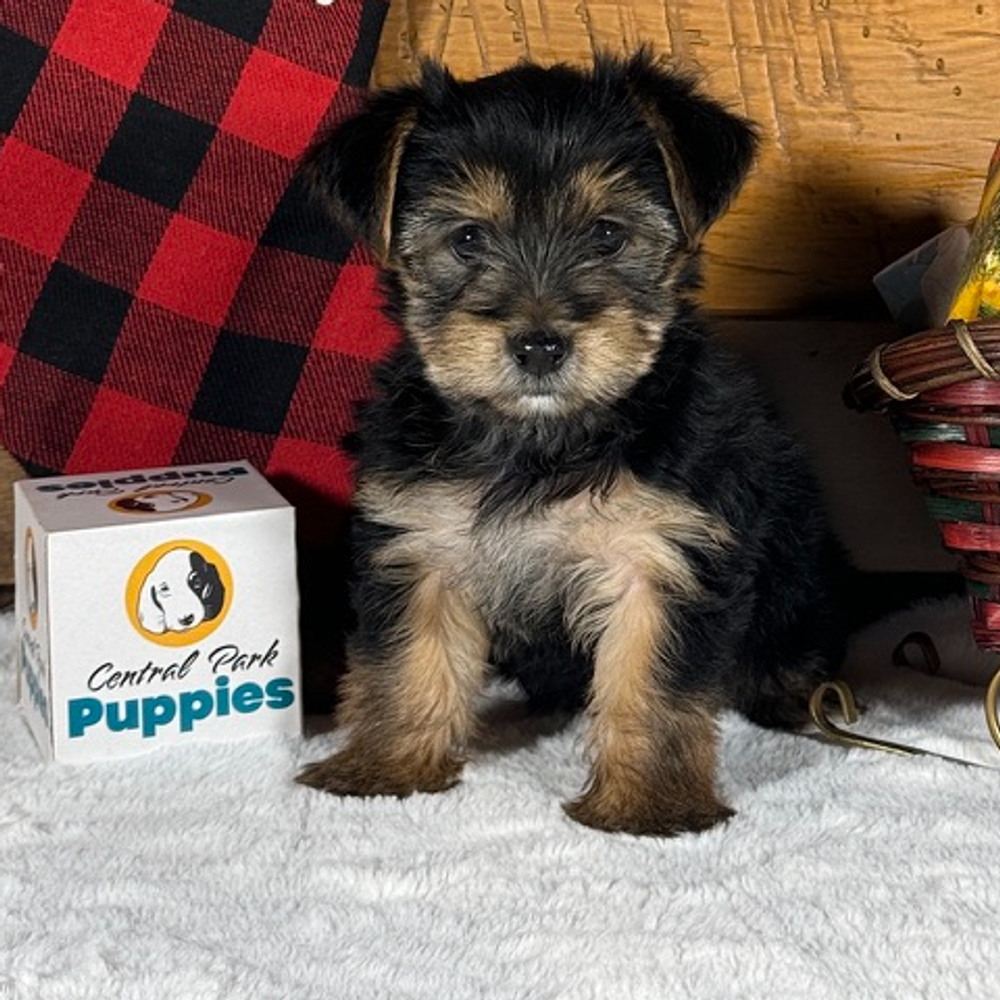 Yorkshire Terrier Puppy for Sale in NYC