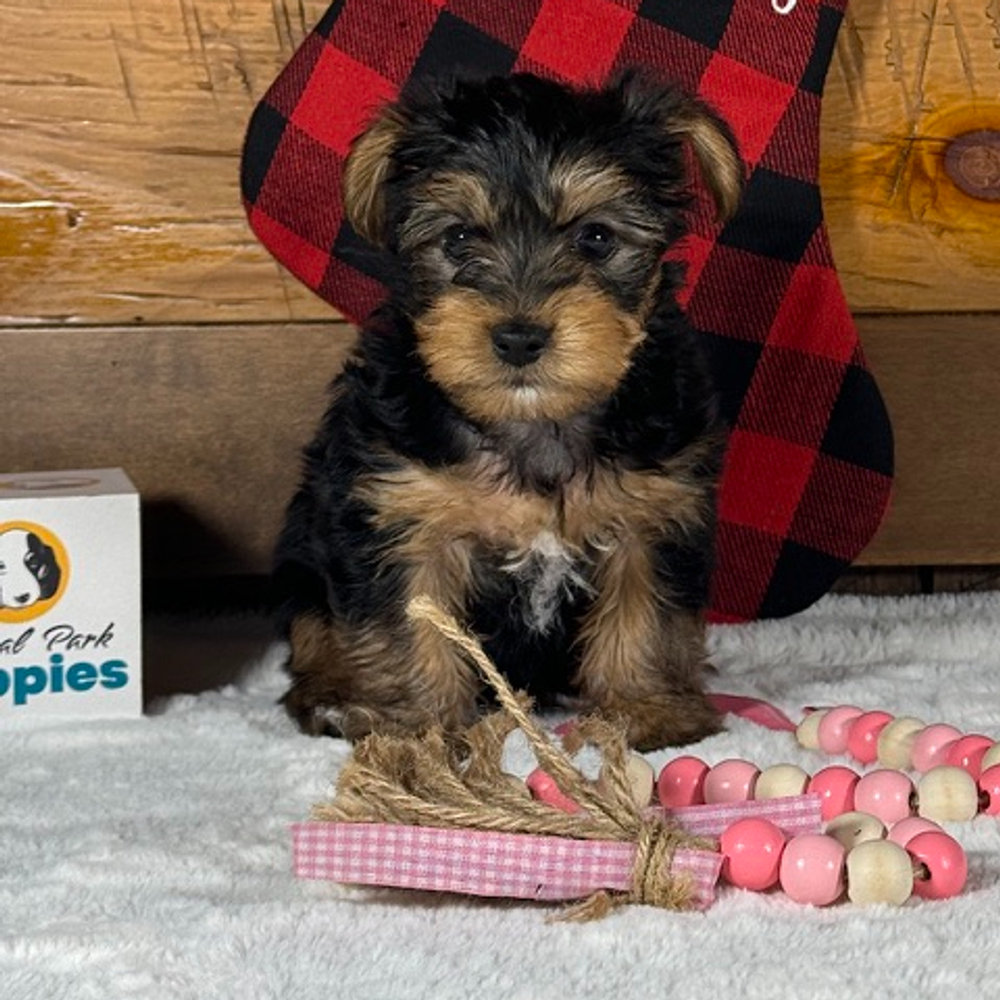 Yorkshire Terrier Puppy for Sale in NYC