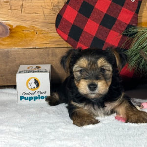 Yorkshire Terrier Puppy for Sale