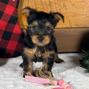 Yorkshire Terrier Puppy for Sale