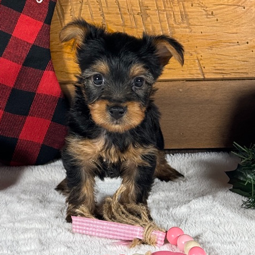 Yorkshire Terrier Puppy for Sale in NYC