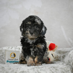 F1b Cockapoo Puppy for Sale