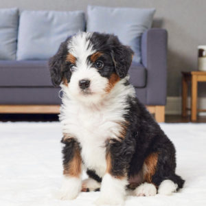 F1 Mini Bernedoodle Puppy for Sale
