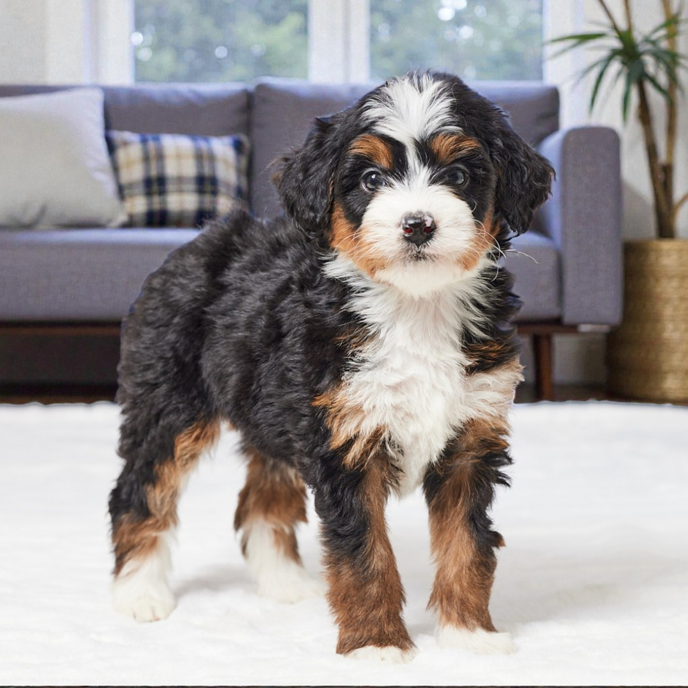 F1 Mini Bernedoodle Puppy for Sale in NYC