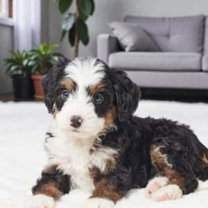 F1 Mini Bernedoodle Puppy for Sale