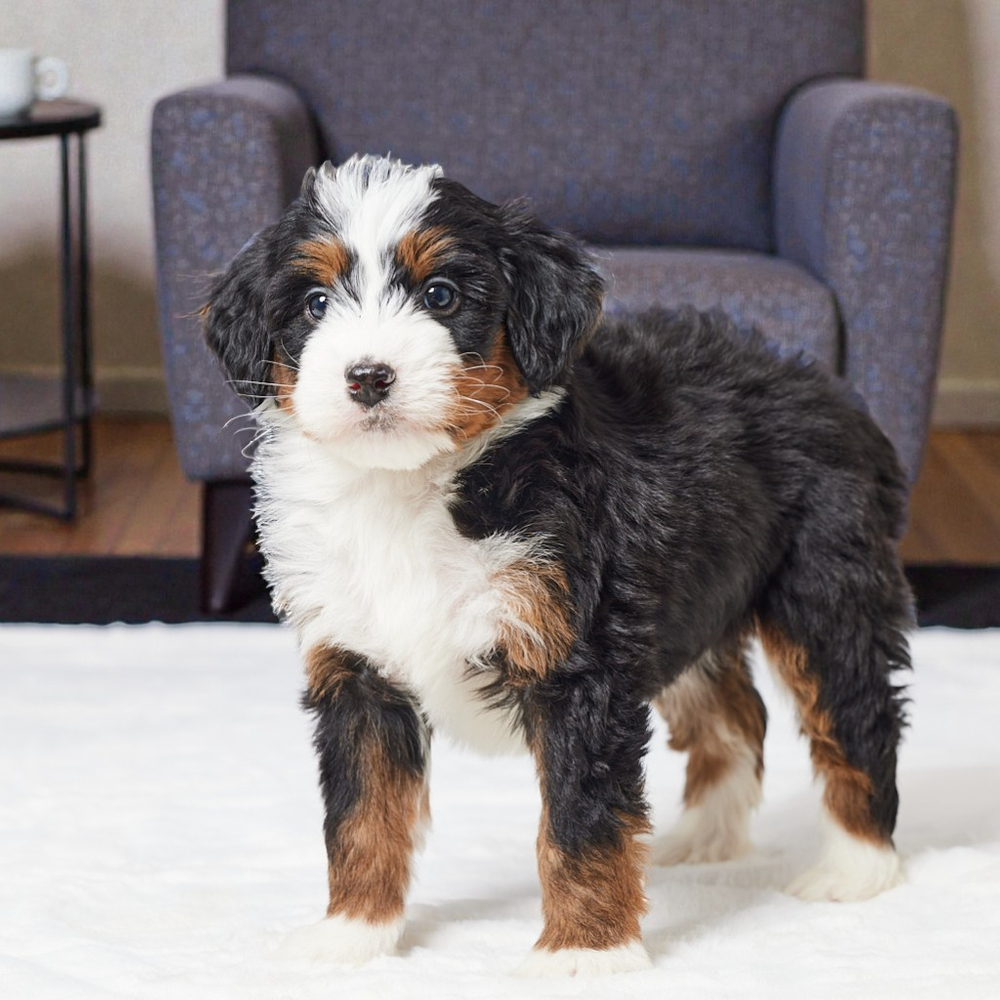 F1 Mini Bernedoodle Puppy for Sale in NYC