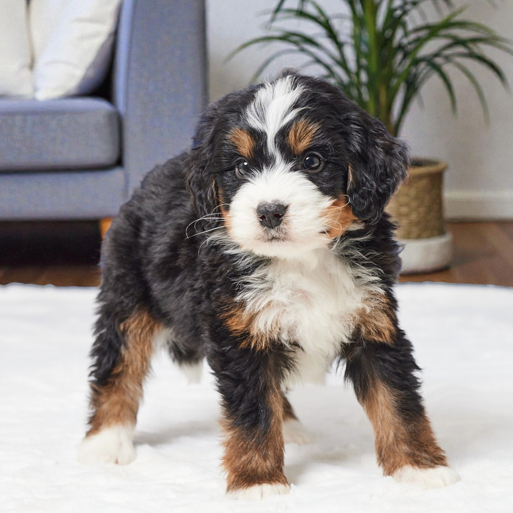 F1 Mini Bernedoodle Puppy for Sale in NYC