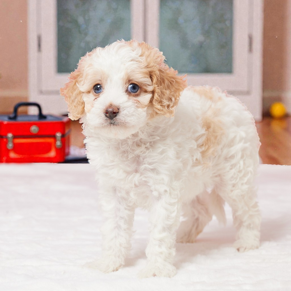F1b Cavapoo Puppy for Sale in NYC