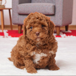 F1b Cavapoo Puppy for Sale