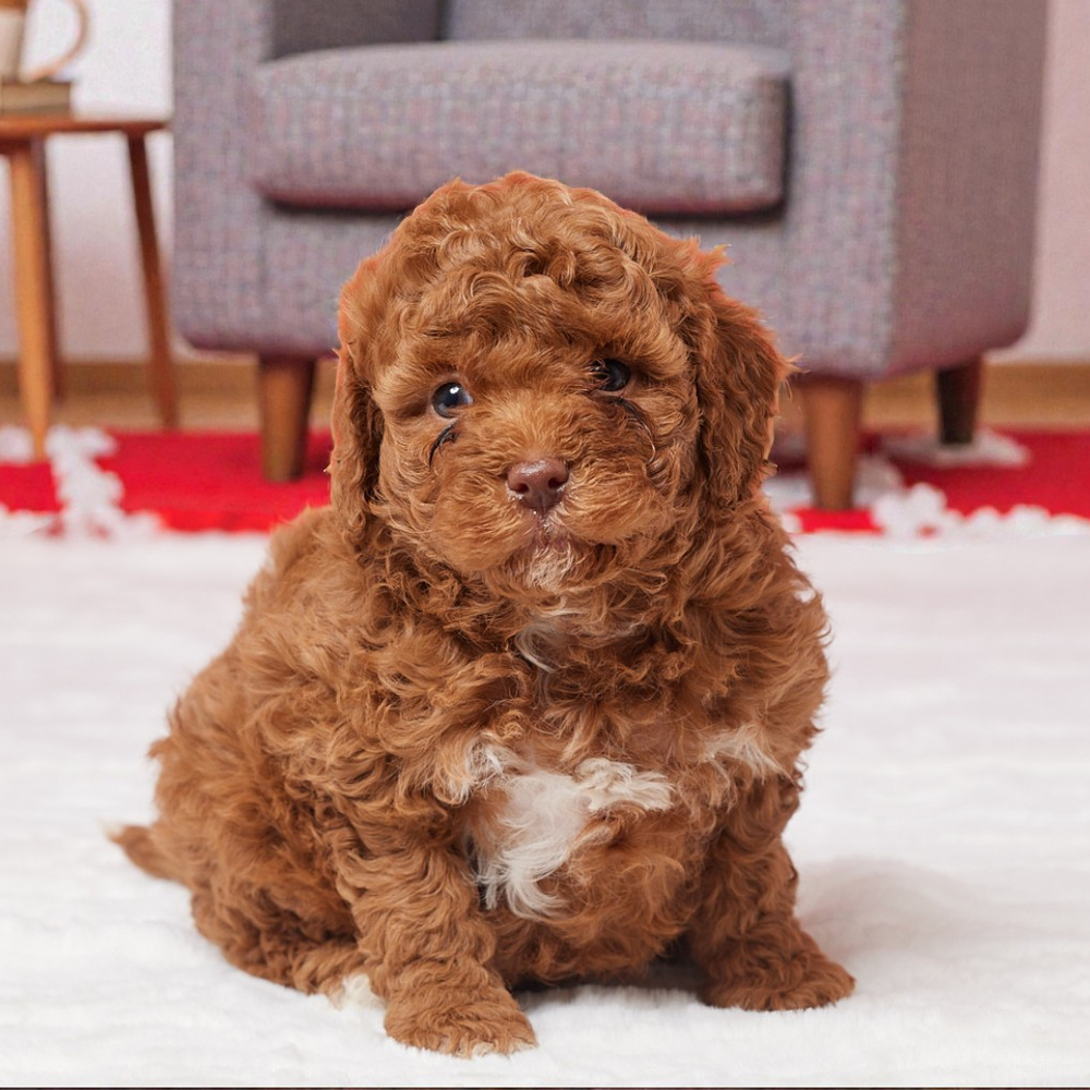 F1b Cavapoo Puppy for Sale in NYC