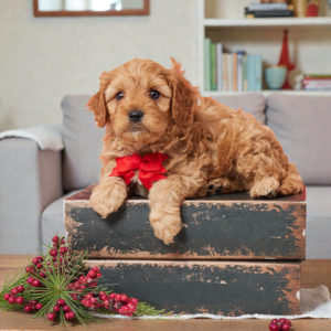 F1 Cavapoo Puppy for Sale