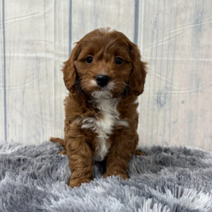 F1b Cavapoo Puppy for Sale