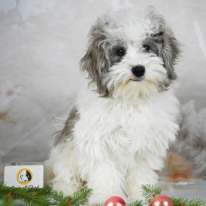 F1 Maltipoo Puppy for Sale