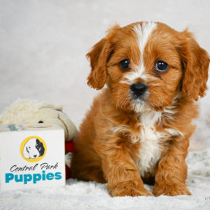 F1 Cavapoo Puppy for Sale