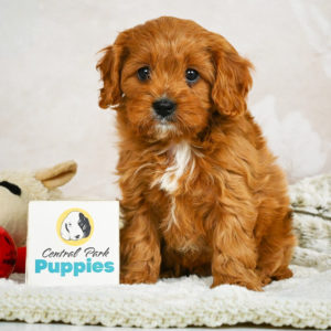 F1 Cavapoo Puppy for Sale