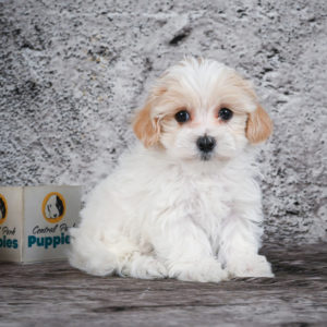 F1 Maltipoo Puppy for Sale