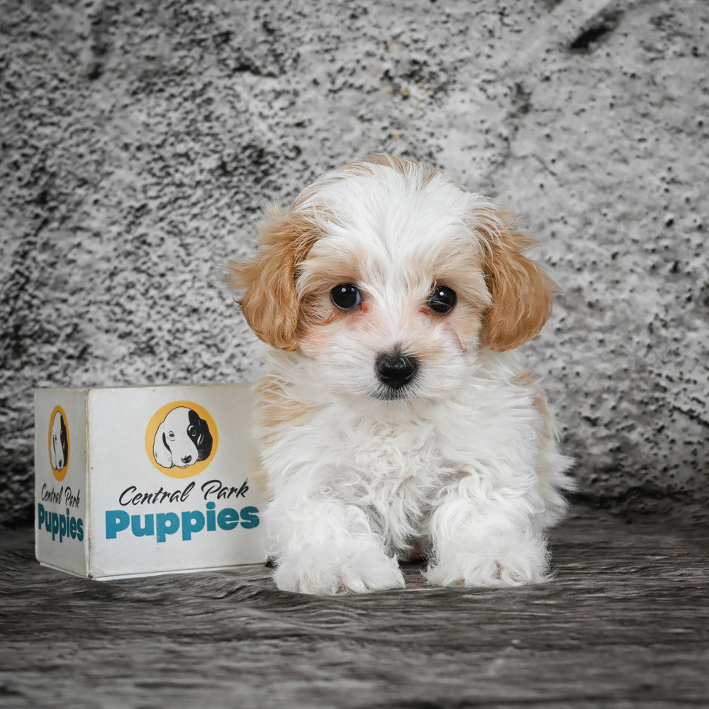 F1 Maltipoo Puppy for Sale in NYC