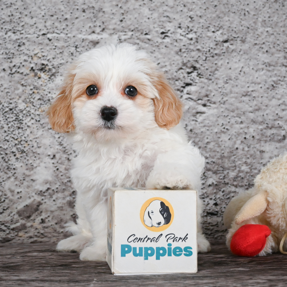 F1 Maltipoo Puppy for Sale in NYC