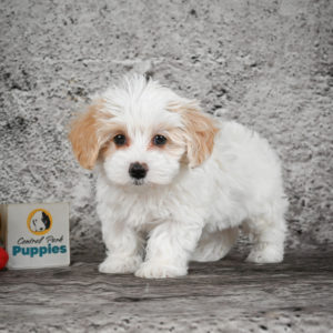 F1 Maltipoo Puppy for Sale