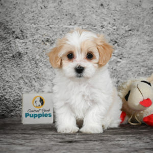 F1 Maltipoo Puppy for Sale
