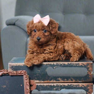 F1b Cavapoo Puppy for Sale