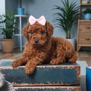 F1b Cavapoo Puppy for Sale