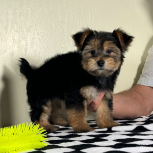Yorkshire Terrier Puppy for Sale
