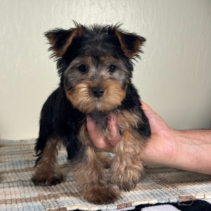 Yorkshire Terrier Puppy for Sale