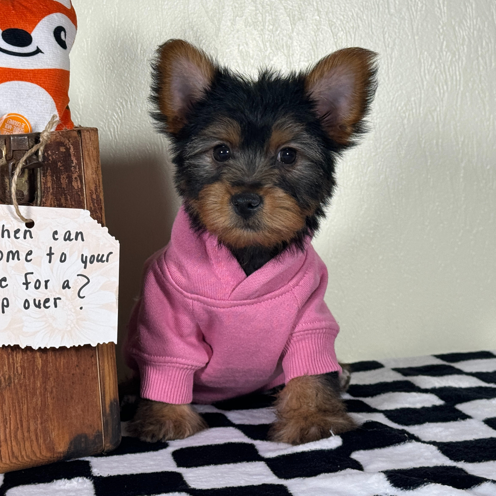 Yorkshire Terrier Puppy for Sale in NYC