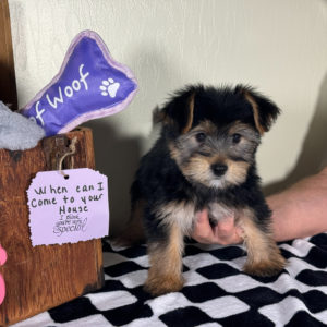 Yorkshire Terrier Puppy for Sale
