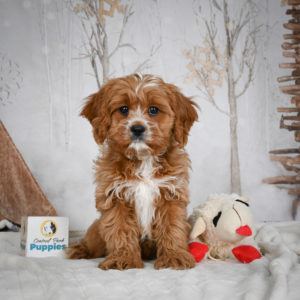 F1 Cavapoo Puppy for Sale