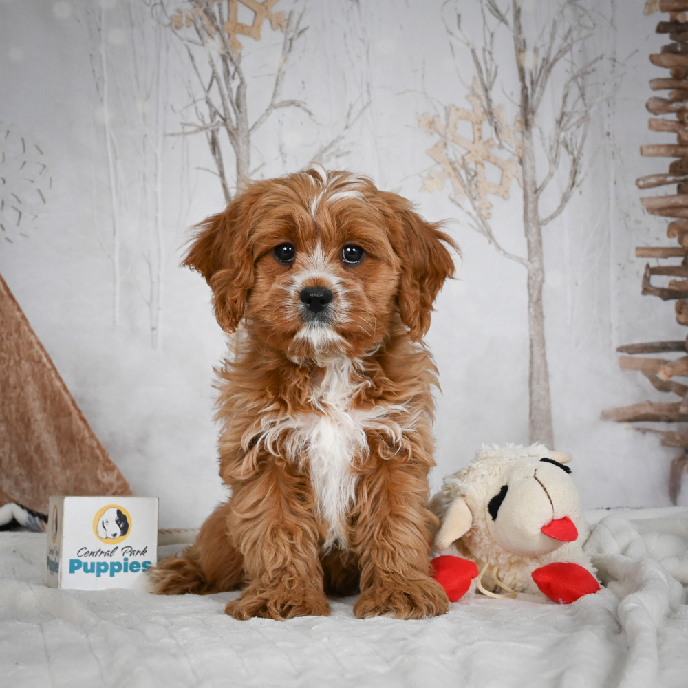 F1 Cavapoo Puppy for Sale in NYC