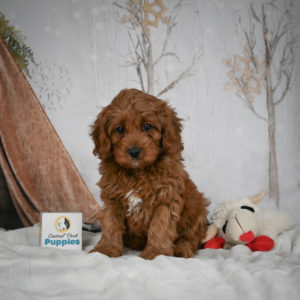 F1b Cavapoo Puppy for Sale