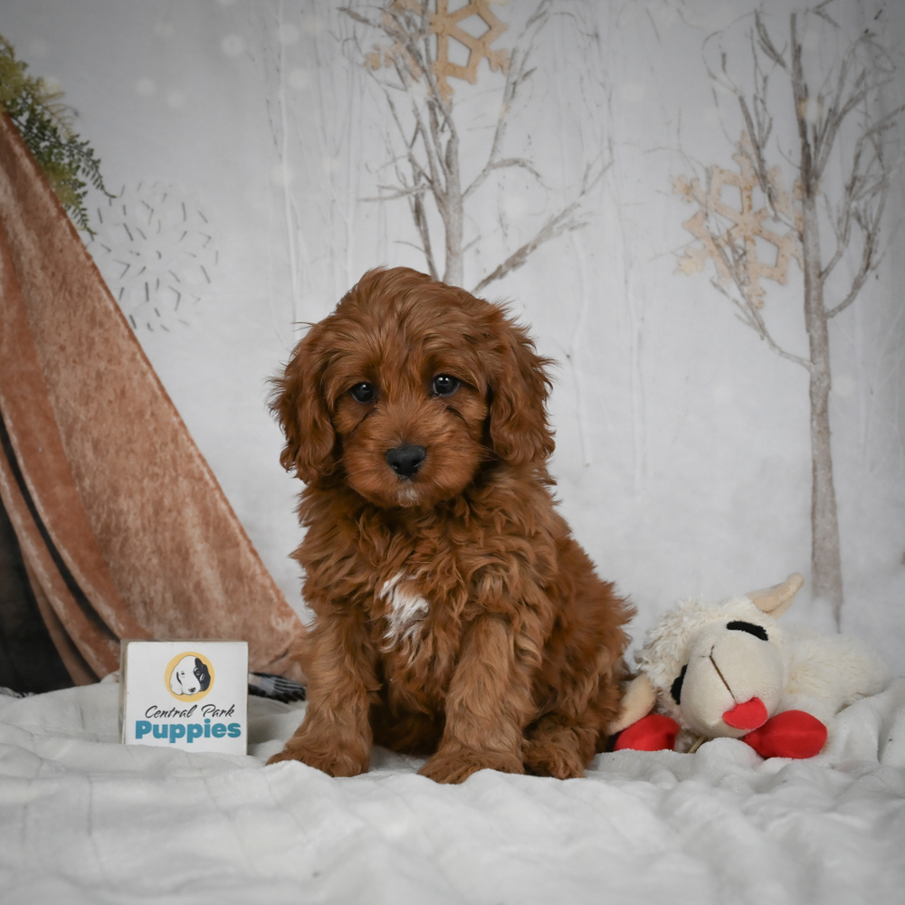 F1b Cavapoo Puppy for Sale in NYC