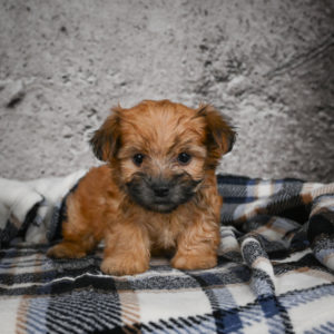 F1 Morkie Puppy for Sale