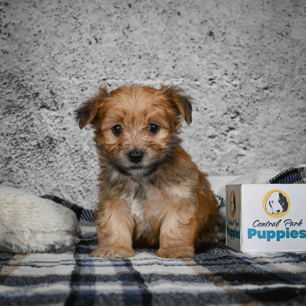 F1 Morkie Puppy for Sale in NYC