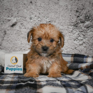 F1 Morkie Puppy for Sale