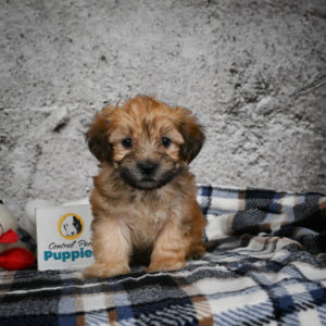 F1 Morkie Puppy for Sale