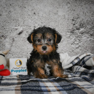 Yorkshire Terrier Puppy for Sale