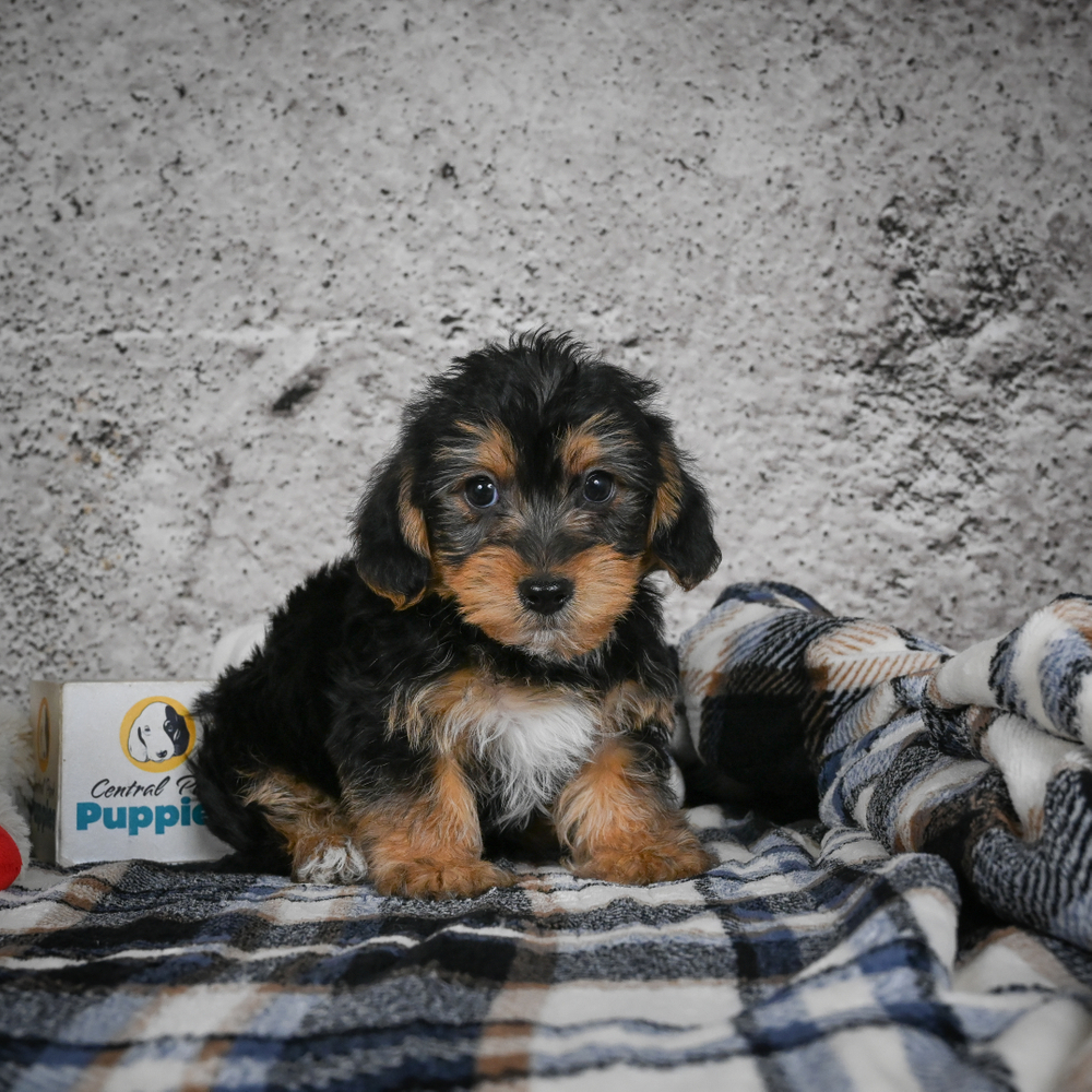 Yorkshire Terrier Puppy for Sale in NYC