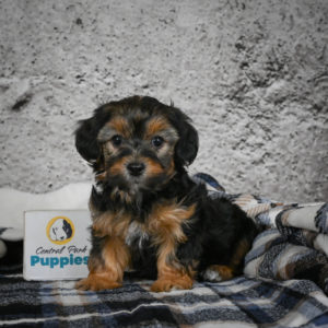 Yorkshire Terrier Puppy for Sale