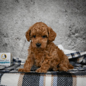 Miniature Poodle Puppy for Sale