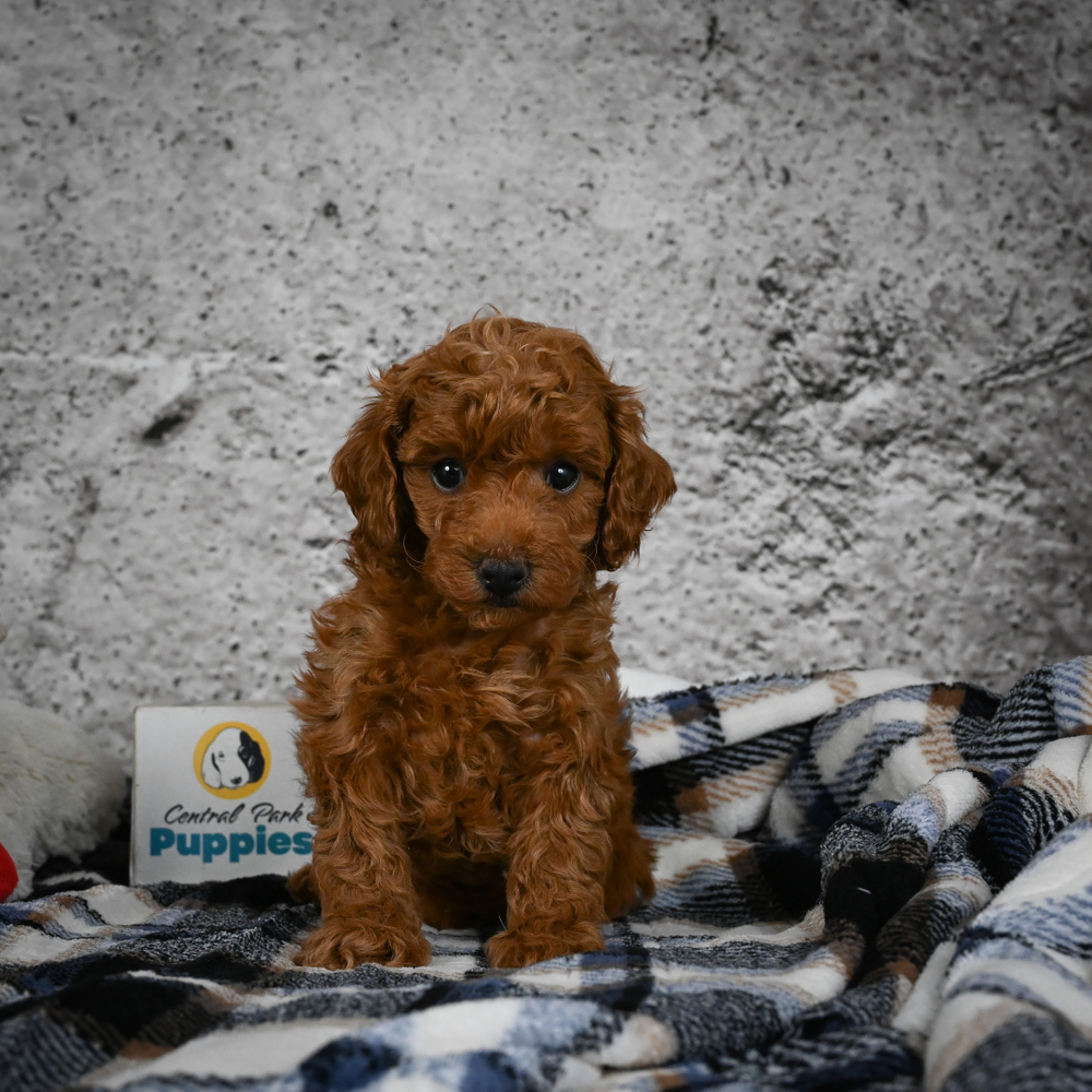 Miniature Poodle Puppy for Sale in NYC